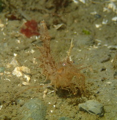 Paracrangon echinata