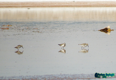 Calidris alpina