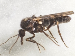 Culicoides