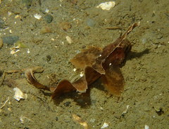 Nautichthys oculofasciatus