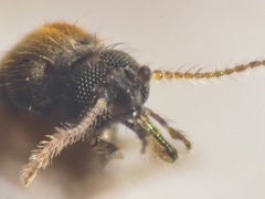 Culicoides