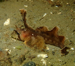 Nautichthys oculofasciatus