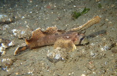 Nautichthys oculofasciatus