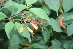 Hamelia rostrata