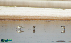 Calidris alpina