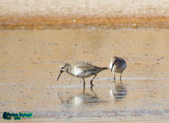 Calidris alpina