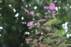 Mimosa benthamii