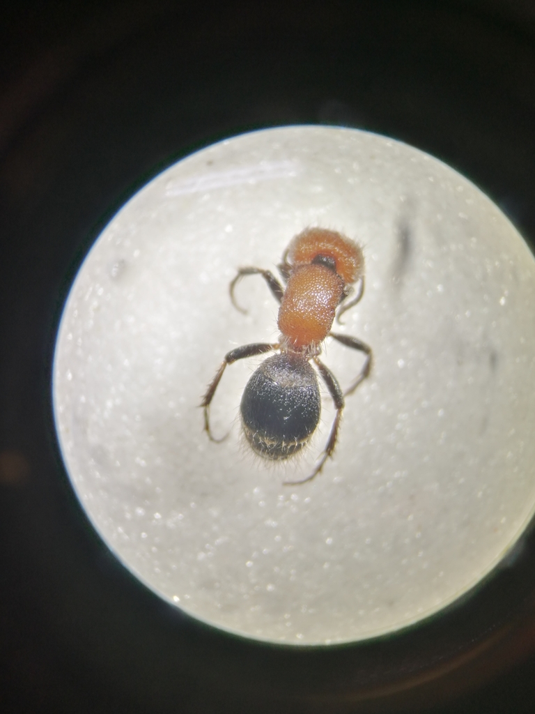 Myrmilla erythrocephala