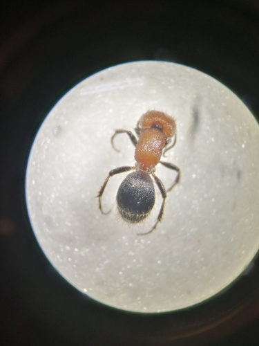 Myrmilla erythrocephala