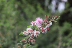 Mimosa benthamii