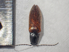Acteniceromorphus sagiticollis