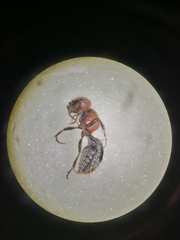 Myrmilla erythrocephala