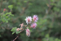 Mimosa benthamii