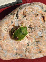 Chlorochroa persimilis