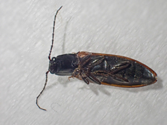 Acteniceromorphus sagiticollis