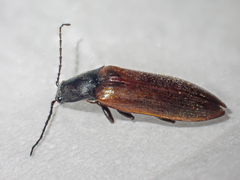 Acteniceromorphus sagiticollis
