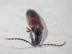Acteniceromorphus sagiticollis