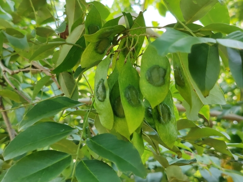 Dalbergia odorifera T.C.Chen