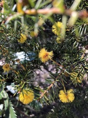 Acacia echinula