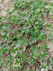 Leptodesmia microphylla