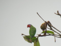 Geoffroyus geoffroyi