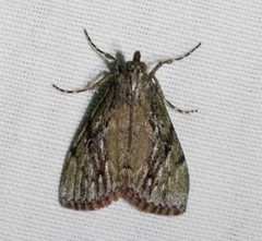 Enchesphora recurvalis