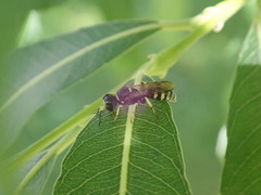 Crossocerus maculipennis