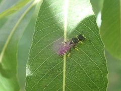 Crossocerus maculipennis
