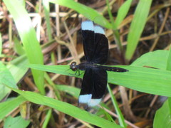 Neurothemis decora
