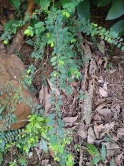 Phyllanthus cochinchinensis