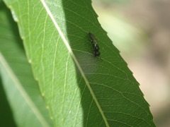 Spilomena