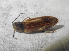 Hemicrepidius pallidipennis