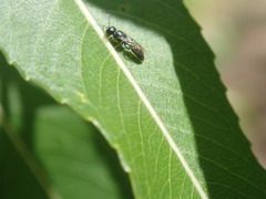 Spilomena