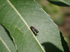 Spilomena