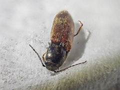 Hemicrepidius pallidipennis