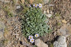 Erigeron leiomerus