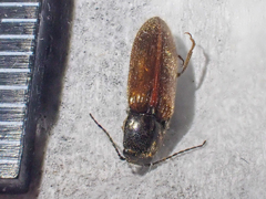 Hemicrepidius pallidipennis