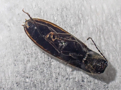 Hemicrepidius pallidipennis