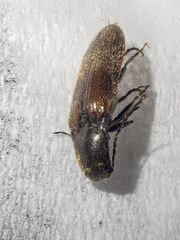 Hemicrepidius pallidipennis
