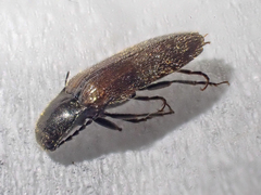 Hemicrepidius pallidipennis