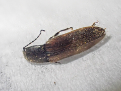 Hemicrepidius pallidipennis