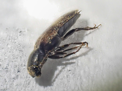Hemicrepidius pallidipennis