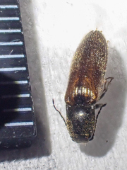 Hemicrepidius pallidipennis