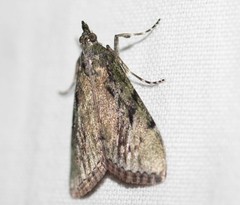 Enchesphora recurvalis