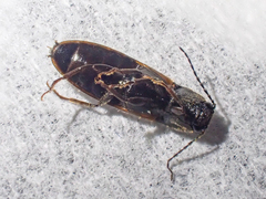 Hemicrepidius pallidipennis