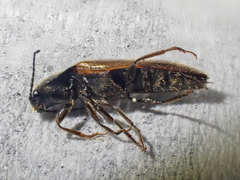 Hemicrepidius pallidipennis