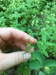 Galium oreganum
