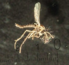Gymnometriocnemus