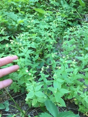 Galium oreganum