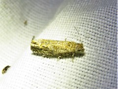 Pelochrista comatulana